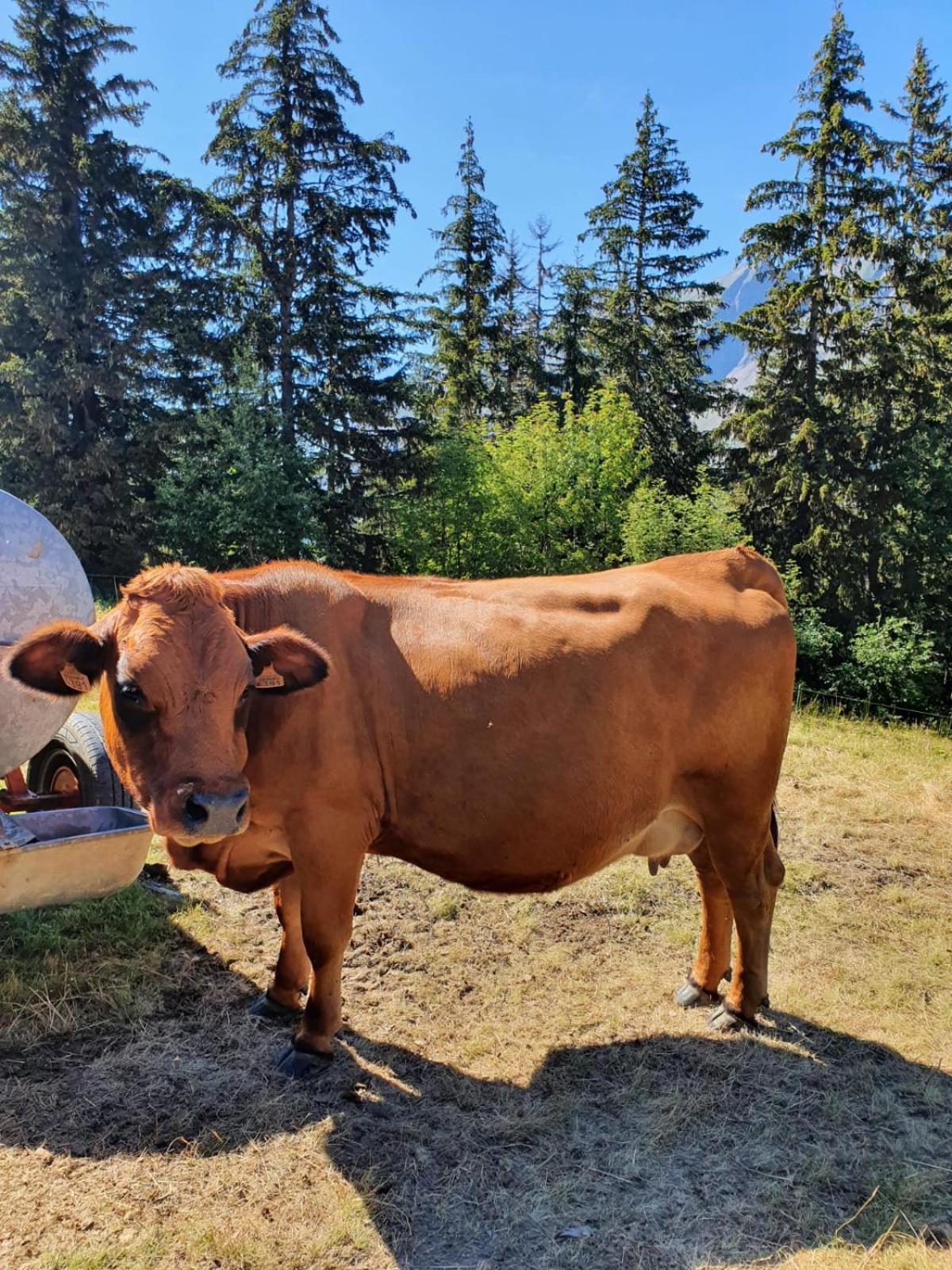 La Duchere 6 Personnes Le Plan La Giettaz Exteriér fotografie